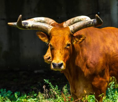 Texas'ın yakınında beslenme bozkır içinde