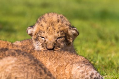 Dört çok küçük aslan yavrularını yorgun