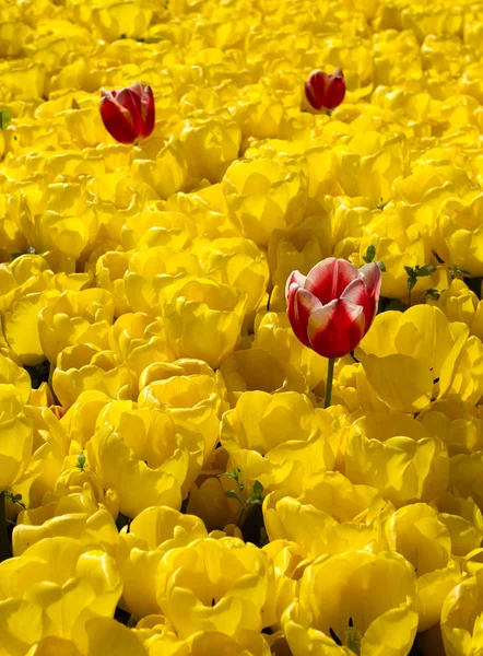 Veelkleurige tulpen in bloei in het voorjaar in Turkije — Stockfoto