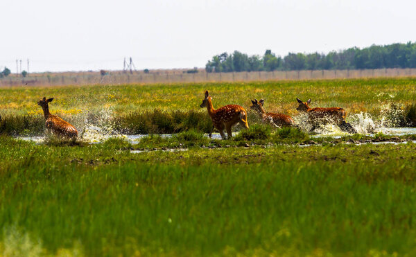 A flock of sika deer jumping across the river