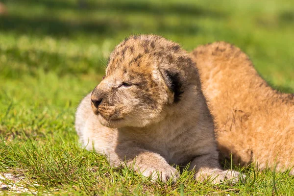Dört çok küçük aslan yavrularını yorgun