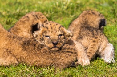 Dört çok küçük aslan yavrularını yorgun