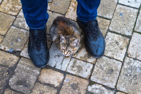 En katt som sitter vid foten av en stående man. — Stockfoto