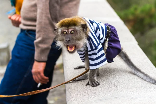 Aggressive monkey rushes to the passerby.