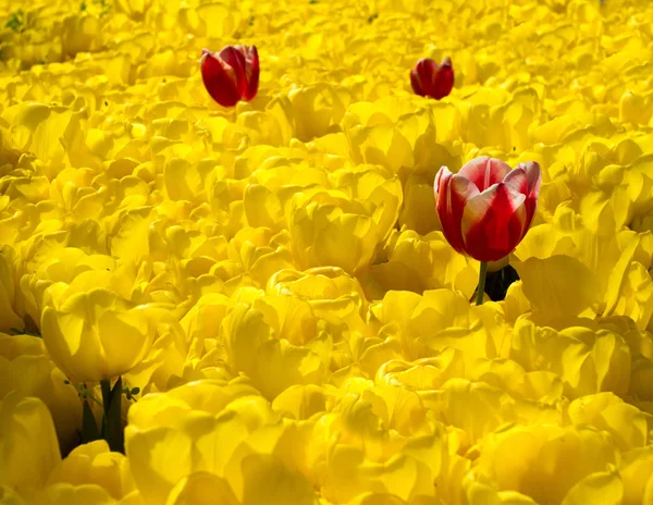 Multicolored tulips blossomed in spring in Turkey — Stock Photo, Image