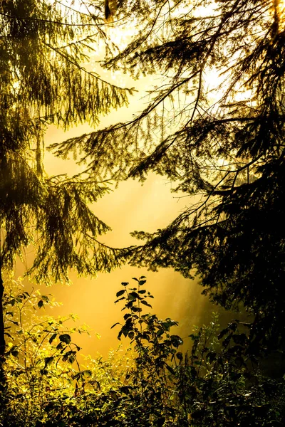 Raggi di luce all'alba in una foresta di conifere — Foto Stock
