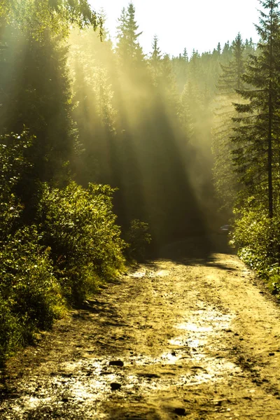 Rayos de luz al amanecer en un bosque de coníferas —  Fotos de Stock