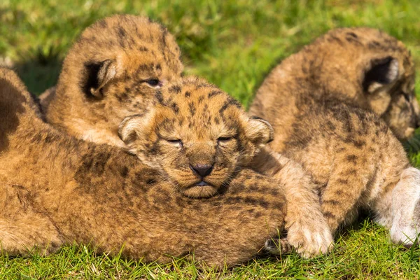 Четыре очень маленьких львёнка устали. — стоковое фото