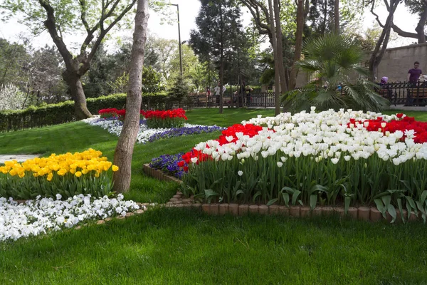 Les tulipes multicolores ont fleuri au printemps en Turquie — Photo