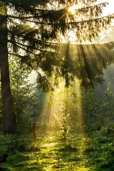 Rays of light at dawn in a coniferous forest — Stock Photo, Image