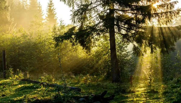 Raggi di luce all'alba in una foresta di conifere — Foto Stock