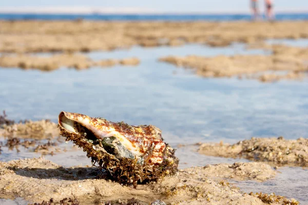 Kabuklu deniz hayvanı kabuğu dışarı tırmanıyor