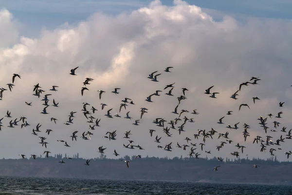 The end of the Kinburn spit, Mykolayiv region, Ukraine.