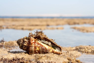 Kabuklu deniz hayvanı kabuğu dışarı tırmanıyor