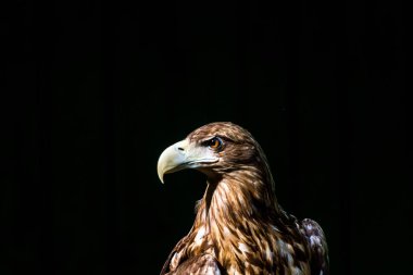 Asil Kartal, siyah bir arka plan resmi