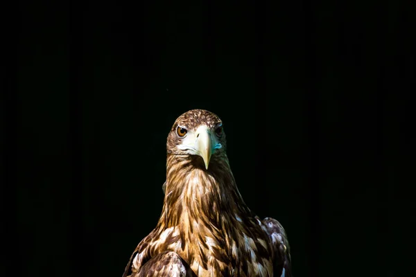Águila noble, foto sobre fondo negro — Foto de Stock