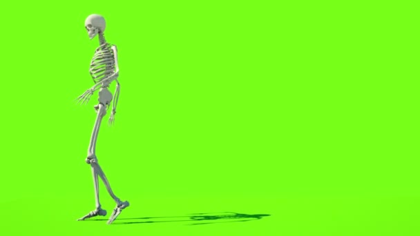 Crazy skeleton funny dancing. GI render. Green screen footage. Halloween concept — Stock Video