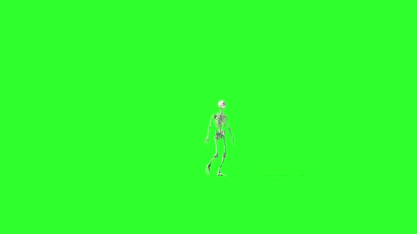 Skeleton walk animation. GI render. Green screen footage. Halloween concept. — Stock Video