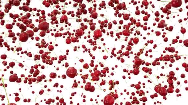 Cherrys met waterdruppels vallen. Realistische animaties. Isoleren — Stockvideo