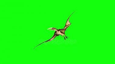 Pterodactyl 3d animasyon sinek. yeşil ekran 4k görüntüleri.