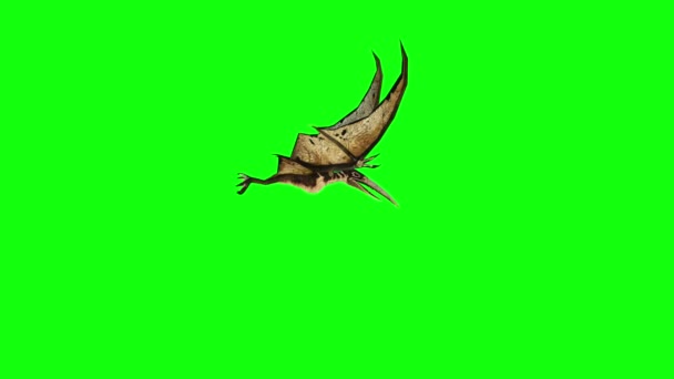 Pterodactyl fly 3d animation. green screen 4k footage. — Stock Video