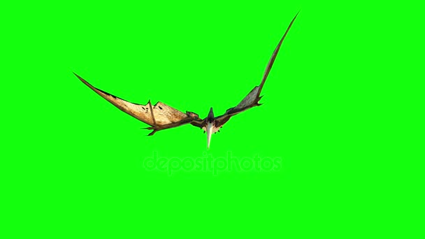 Pterodactyl flyga 3d-animering. grön skärm 4k film. — Stockvideo