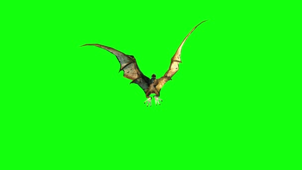 Pterodactyl муха 3d анімація. зелений екран 4k кадри . — стокове відео