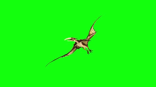 Pterodactyl муха 3d анімація. зелений екран 4k кадри . — стокове відео