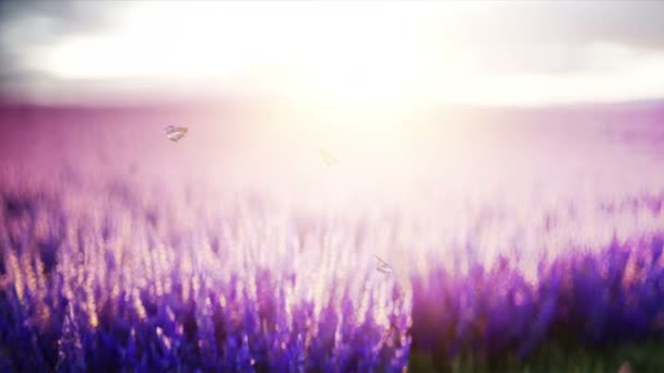 Бабочки в лавандовом поле. концепция природы. вещание. Реалистичная анимация 4k . — стоковое видео