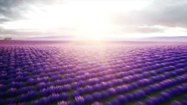 Astronauten med fjärilar i lavendelfält. begreppet framtid. sändning. Realistisk 4 k animation. — Stockvideo