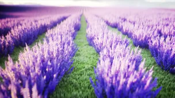 Lavendelfelder. wunderbarer Sonnenaufgang. realistische 4k-Animation. — Stockvideo