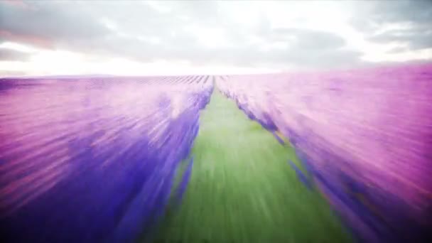 Lavendelfelder. wunderbarer Sonnenaufgang. realistische 4k-Animation.