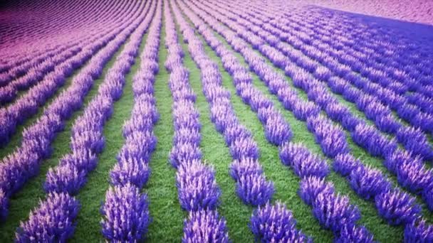 Campos de lavanda. Maravilhoso nascer do sol. Animação 4k realista . — Vídeo de Stock