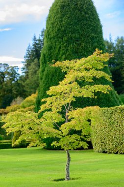 Genç Akça ağaç bahçe 
