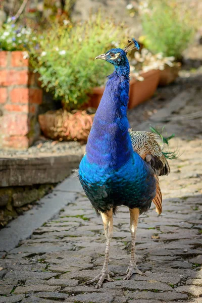 Peacock in garden — Stock Photo, Image