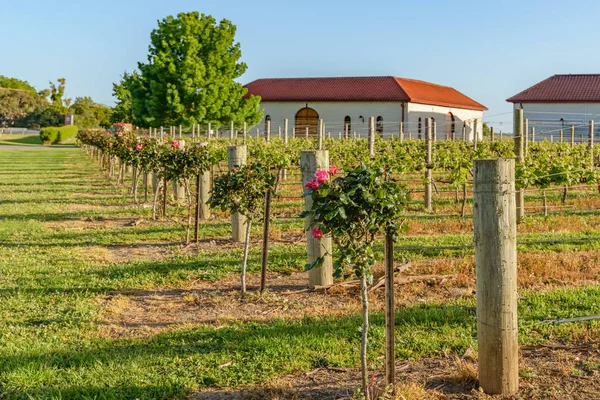 Winnice w Coonawarra w Australii Południowej — Zdjęcie stockowe