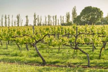 Güney Avustralya'da Coonawarra, üzüm bağları 