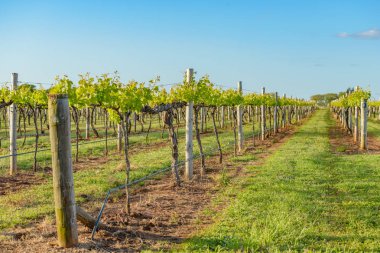 Coonawarra, üzüm bağları güneş ışığı altında 