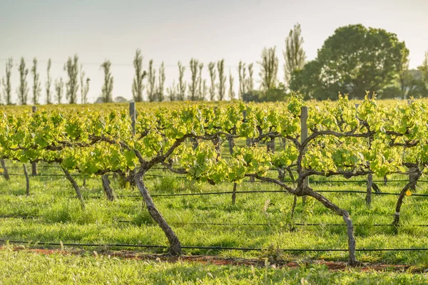 Vinhedos em Coonawarra na Austrália do Sul — Fotografia de Stock