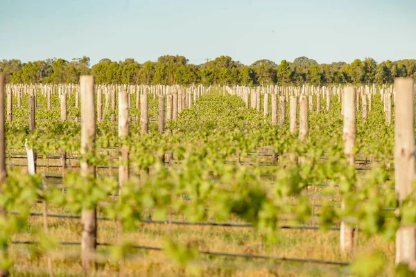 Vignobles à Coonawarra en Australie du Sud — Photo