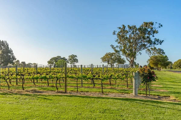 Wijngaarden in Coonawarra in zonlicht — Stockfoto