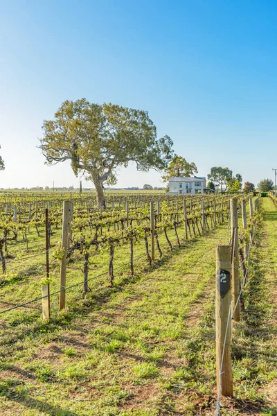 Winnice w Coonawarra w Australii Południowej — Zdjęcie stockowe