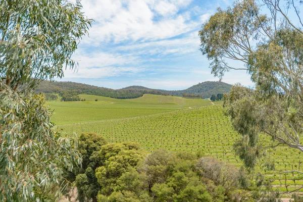 Yarra Valley vineyard — Stock fotografie
