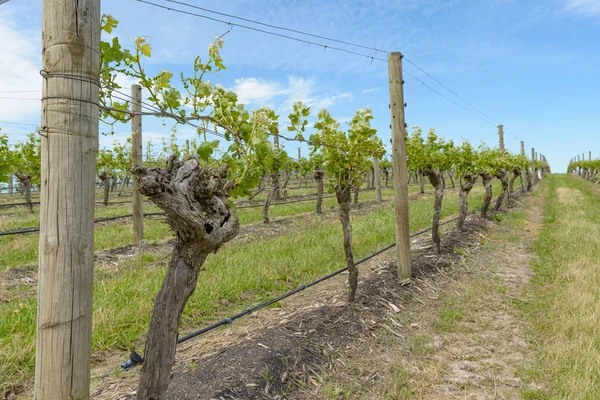 Yarra Valley виноградник — стокове фото