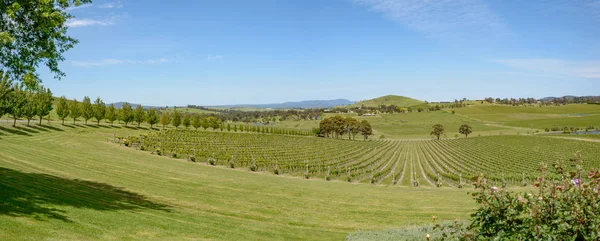 Viñedo en el norte del Valle de Yarra — Foto de Stock