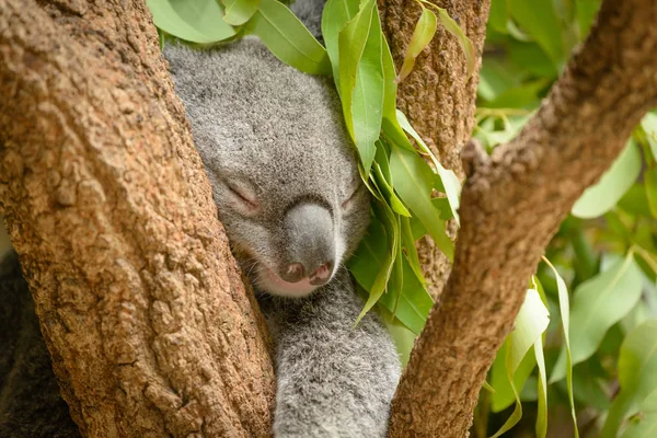 Urso Koala dormindo — Fotografia de Stock