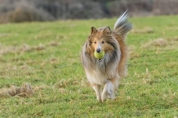 Jeune Shetland Sheepdog Courir Avec Balle Tennis Dans Bouche — Photo