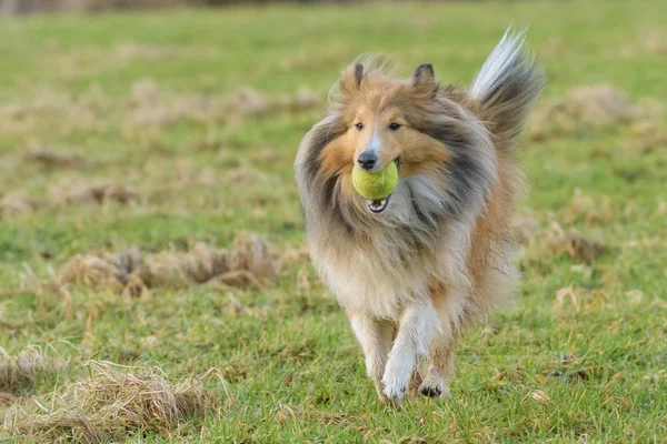 Jovem Shetland Sheepdog Correndo Com Bola Tênis Boca — Fotografia de Stock