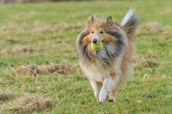 young Shetland Sheepdog running with tennis ball in mouth