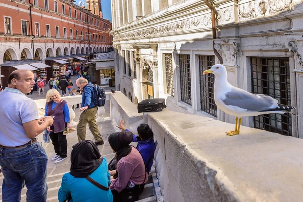 Чайка Дивлячись Продовольство Туристів Мосту Ріальто Венеції Італія — стокове фото
